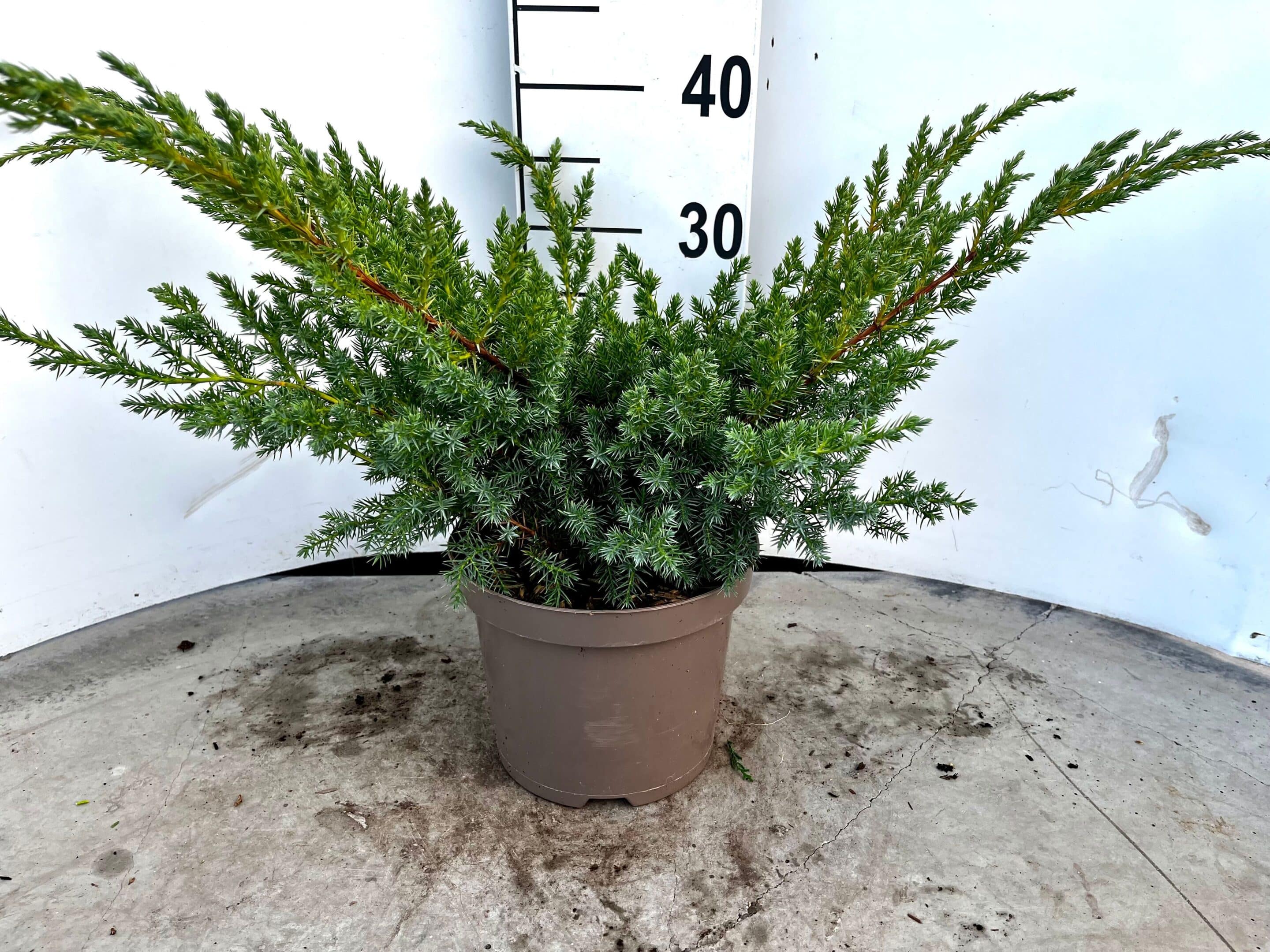 Juniperus Squamata Blue Swede Van Poecke Zn