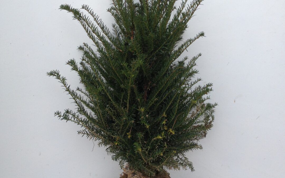 Taxus baccata