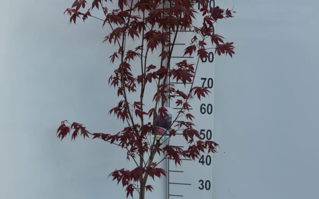 Acer palmatum ‘Atropurpureum’