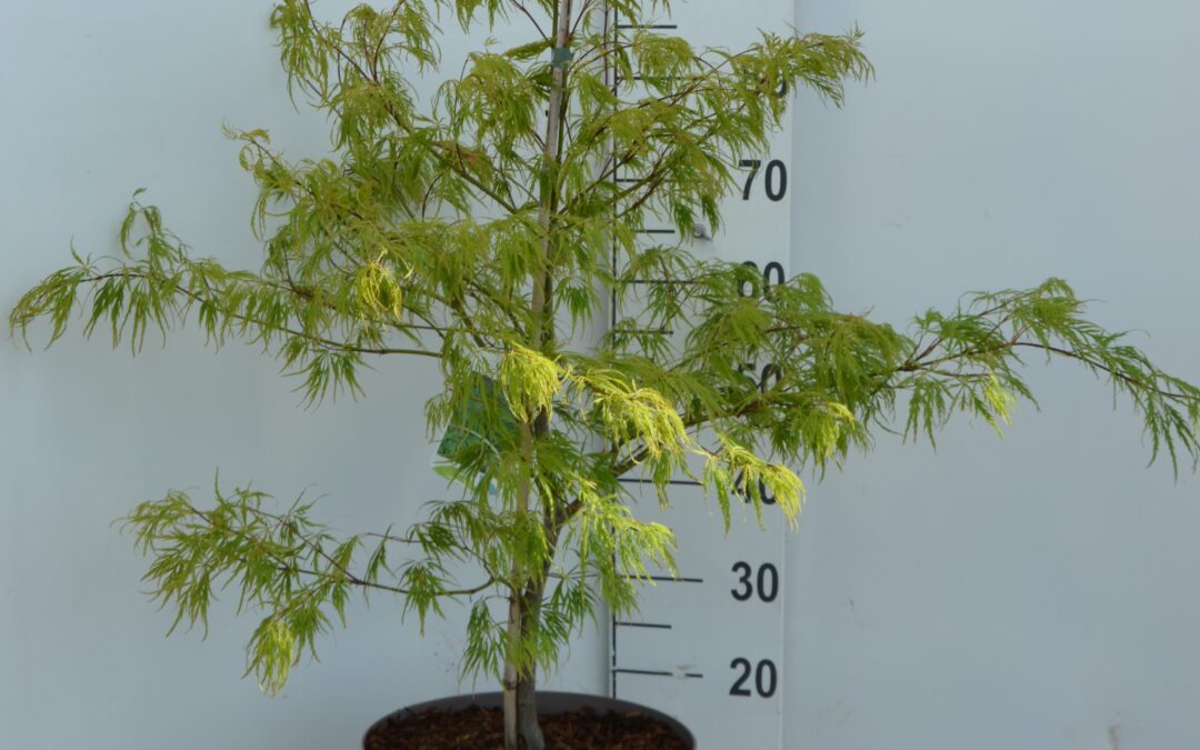 Acer palmatum ‘Dissectum’