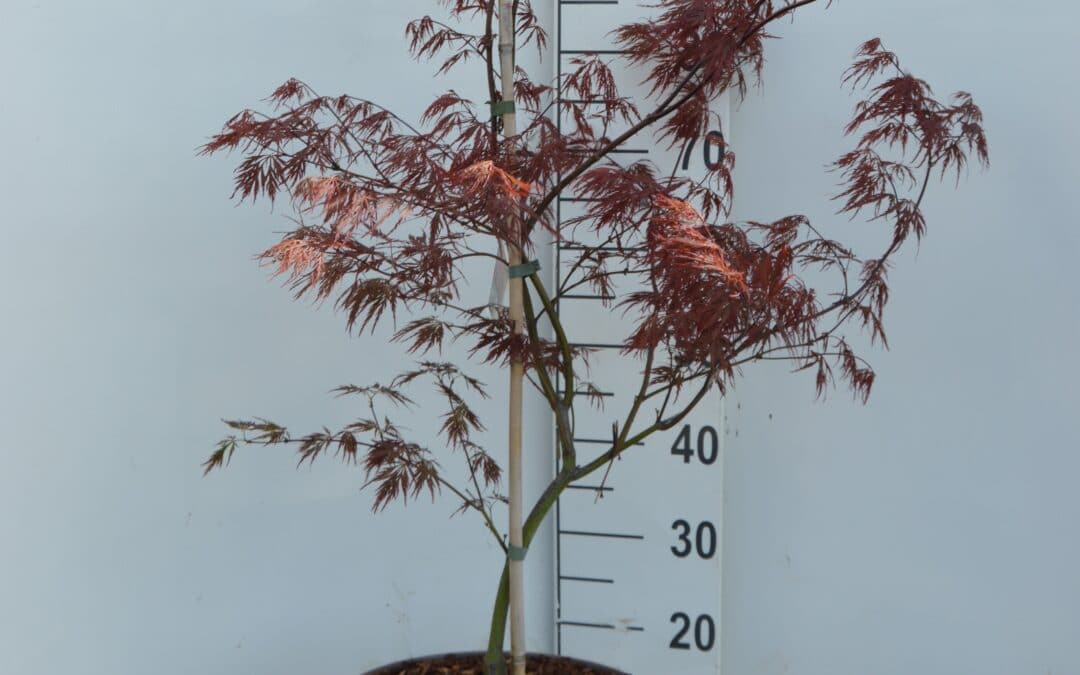 Acer palmatum ‘Garnet’