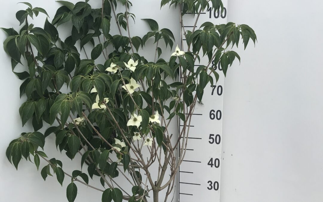 Cornus kousa ‘Milky Way’