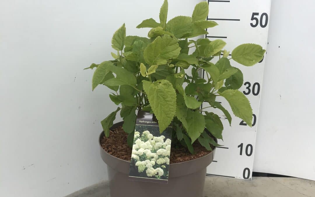 Hydrangea arborescens ‘Annabelle’