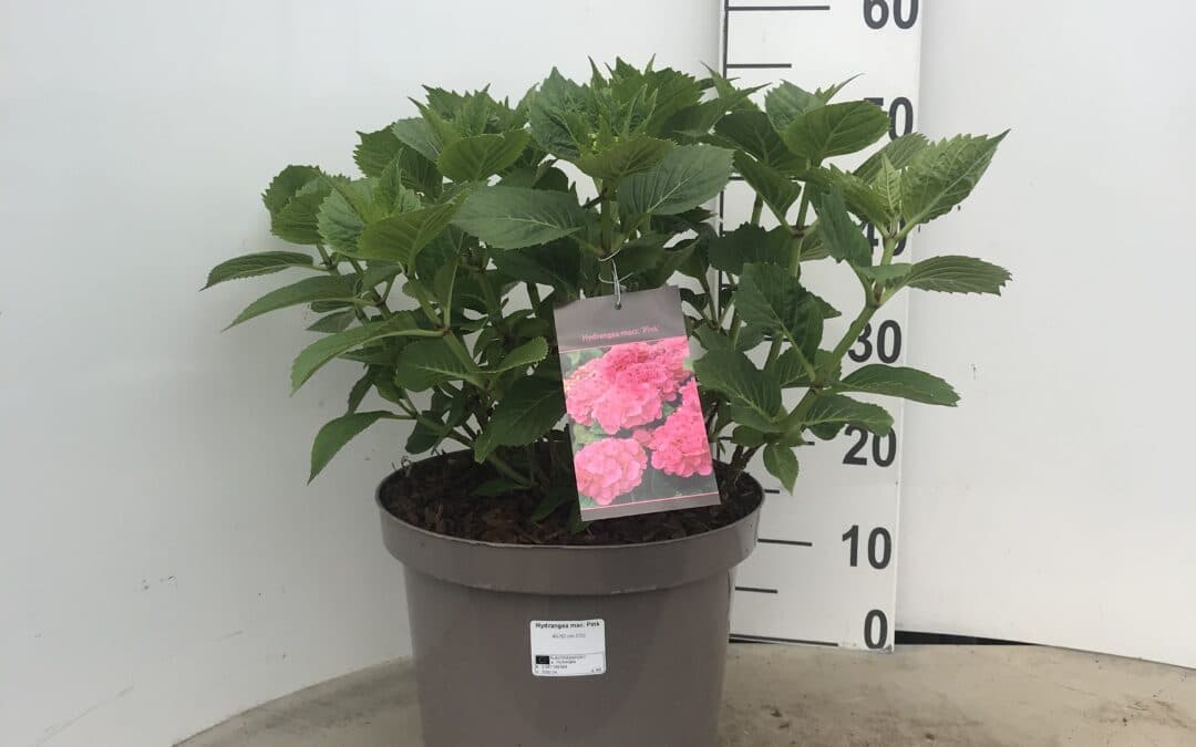 Hydrangea macrophylla ‘Pink’