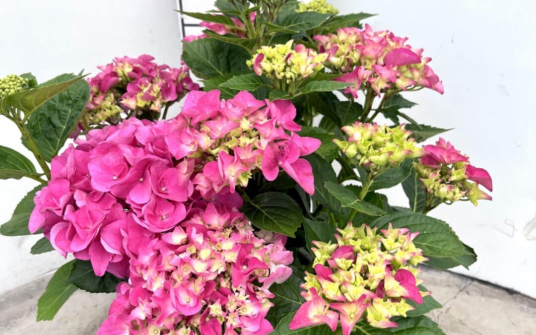 Hydrangea macrophylla ‘Pink’