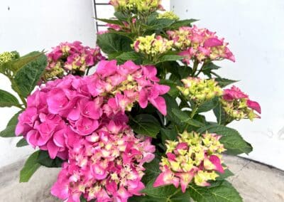 Hydrangea macrophylla ‘Pink’