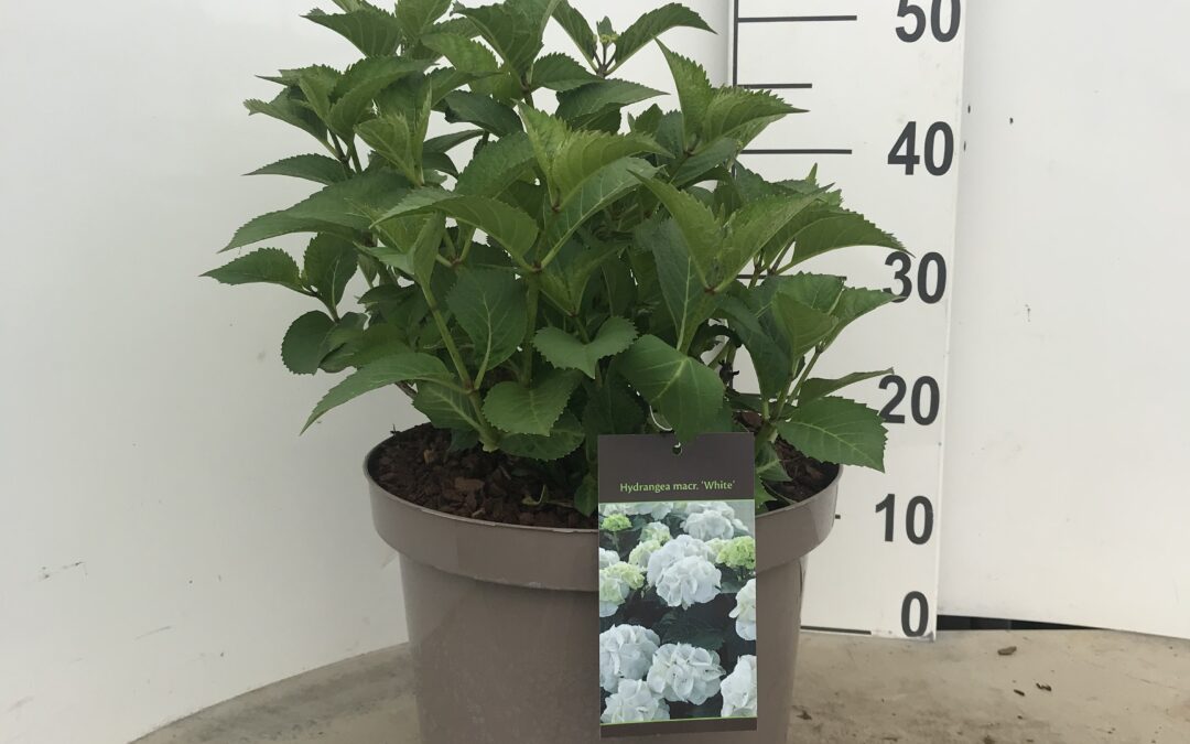 Hydrangea macrophylla ‘White’