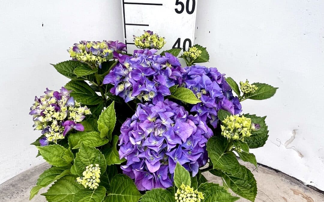 Hydrangea macrophylla ‘Blue’