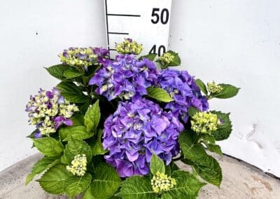 Hydrangea macrophylla ‘Blue’