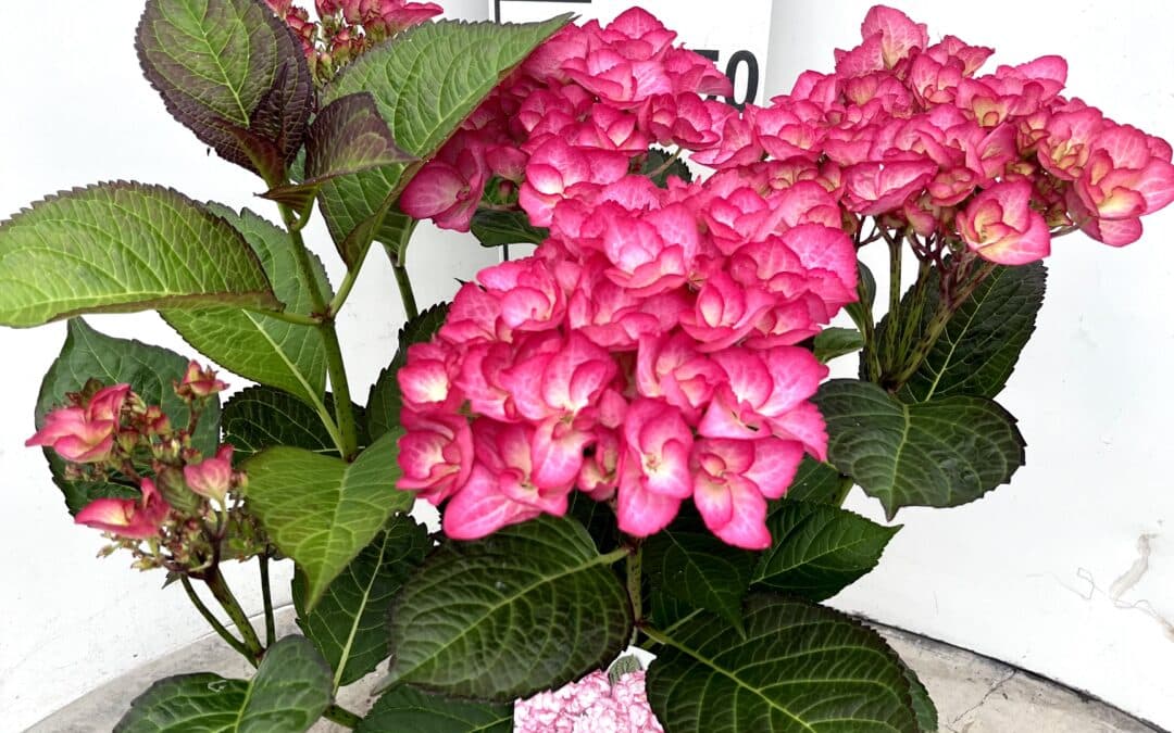 Hydrangea macrophylla ‘Grafin Cosel’