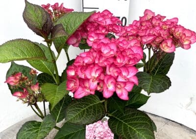 Hydrangea macrophylla ‘Grafin Cosel’