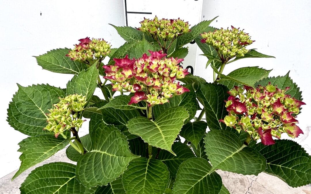 Hydrangea macrophylla ‘Red’