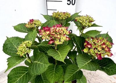 Hydrangea macrophylla ‘Red’