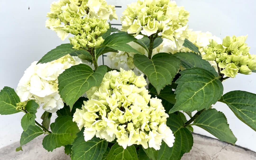 Hydrangea macrophylla ‘White’