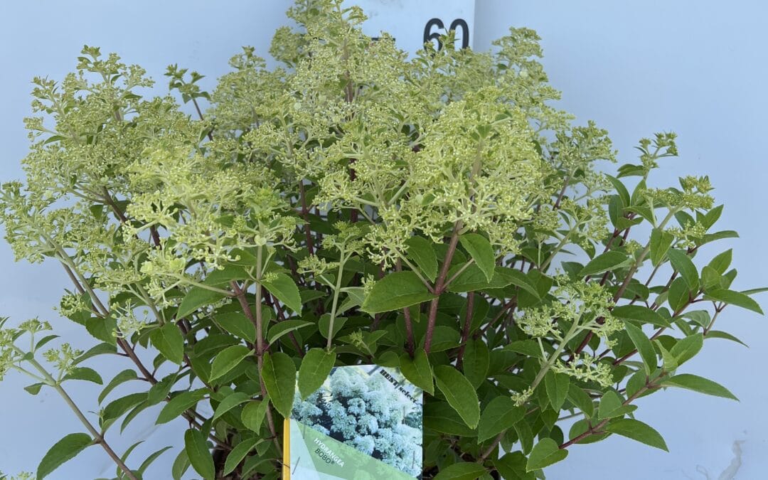 Hydrangea paniculata ‘Bobo’