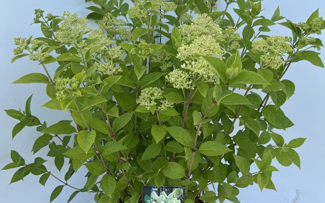 Hydrangea paniculata ‘Limelight’