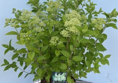 Hydrangea paniculata ‘Limelight’