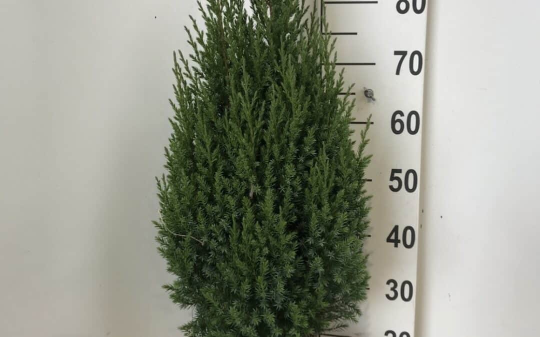 Juniperus chinensis ‘Stricta’