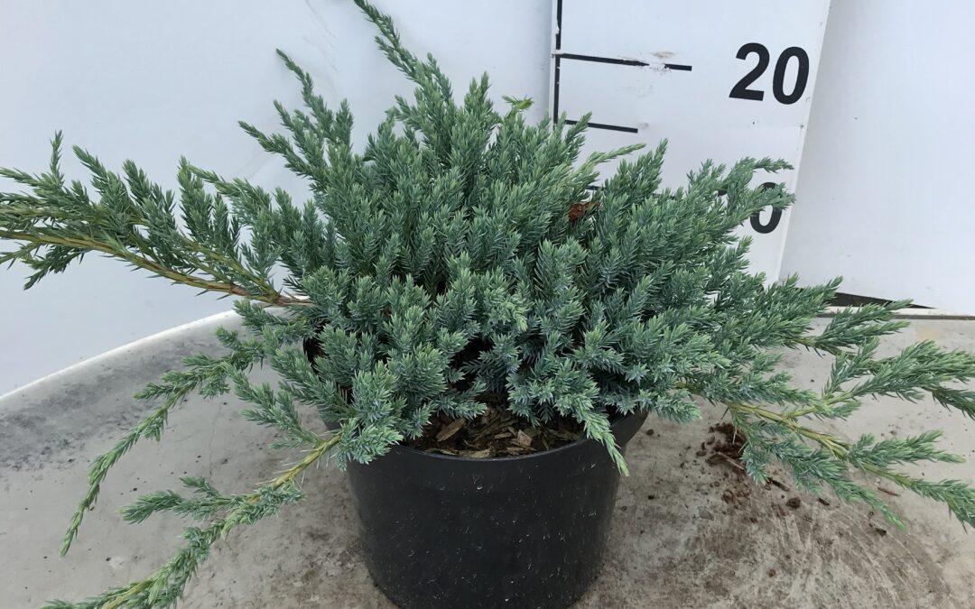 Juniperus squamata ‘Blue Carpet’