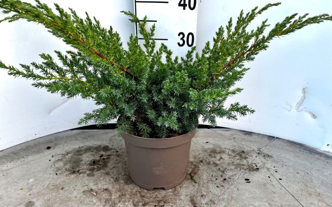 Juniperus squamata ‘Blue Swede’