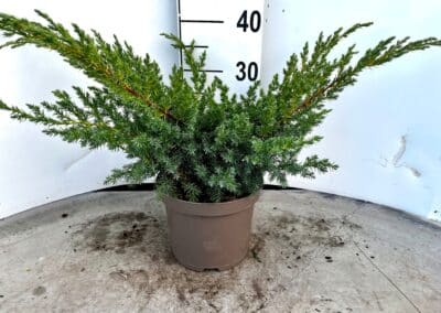 Juniperus squamata ‘Blue Swede’