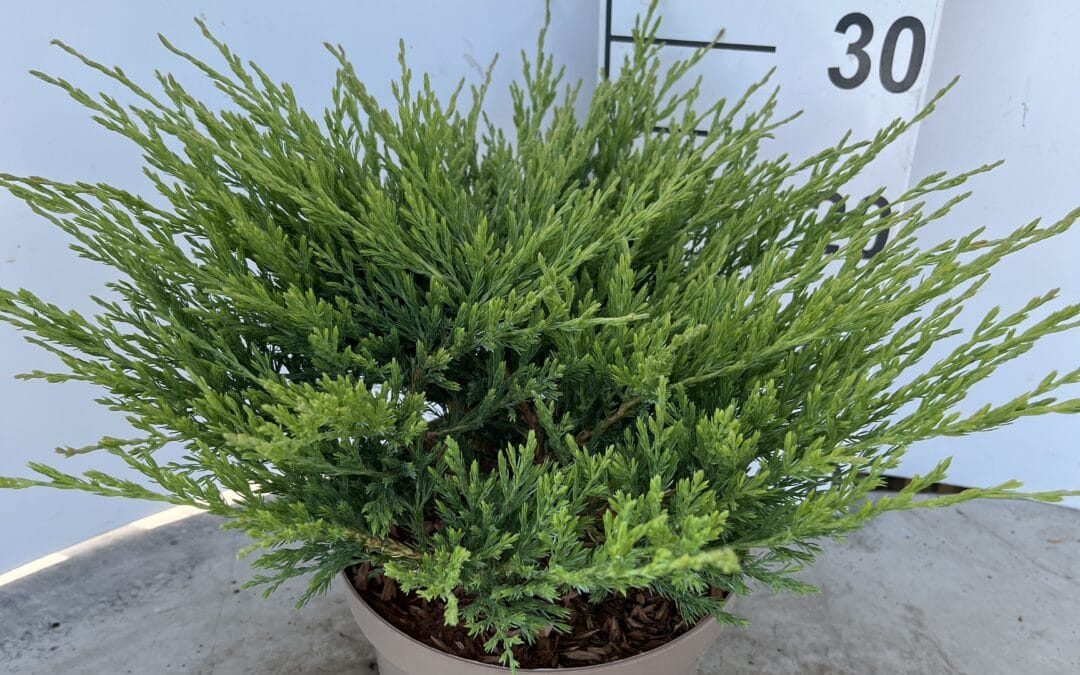 Juniperus horizontalis ‘Andorra Compact’