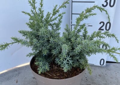 Juniperus chinensis ‘Blue Alps’