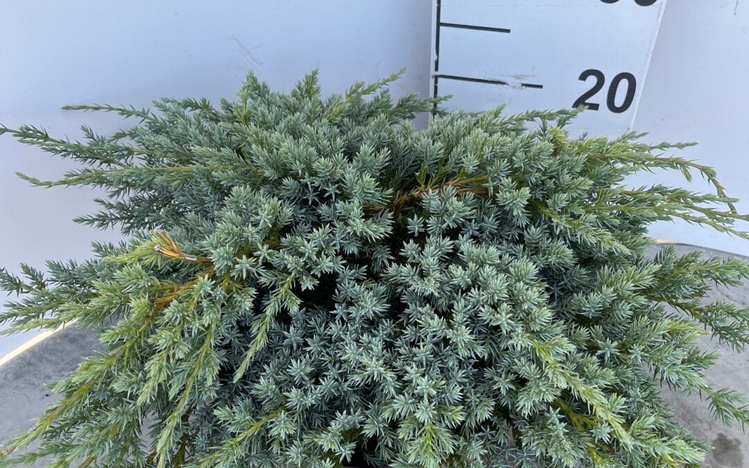 Juniperus squamata ‘Blue Carpet’