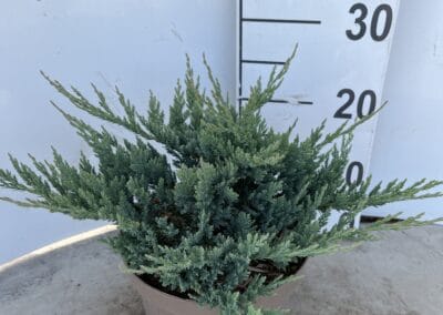 Juniperus horizontalis ‘Blue Chip’