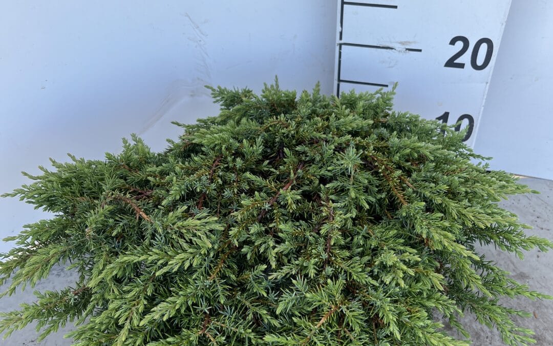 Juniperus communis ‘Green Carpet’