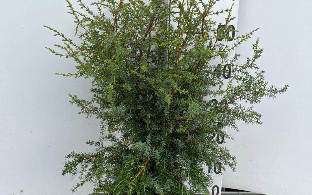 Juniperus comm. ‘Hibernica’