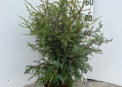 Juniperus comm. ‘Hibernica’