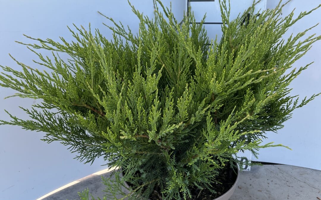 Juniperus pfitzeriana ‘Mint Julep’