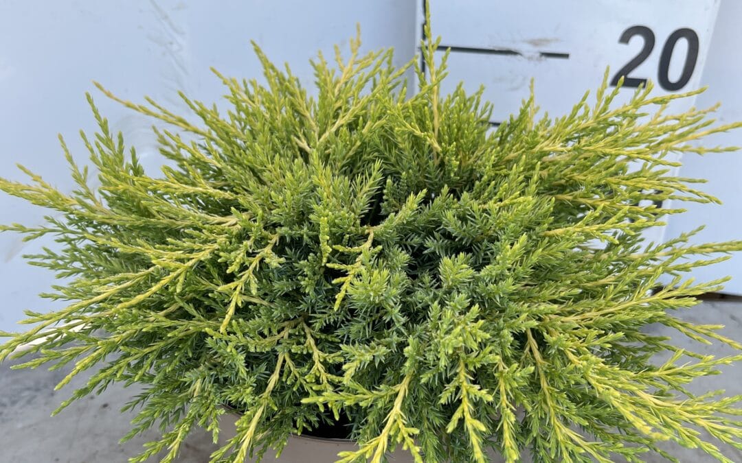 Juniperus media ‘Old Gold’