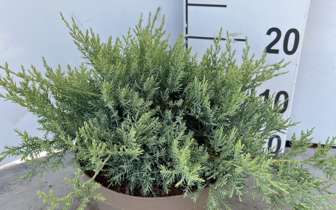 Juniperus pfitzeriana ‘Pfitzeriana Glauca’