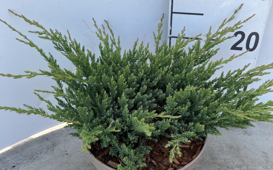 Juniperus horizontalis ‘Prince of Wales’