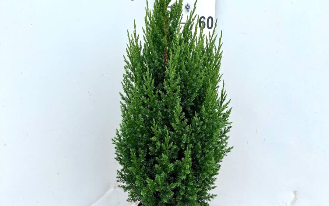 Juniperus chinensis ‘Stricta’