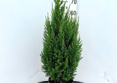 Juniperus chinensis ‘Stricta’