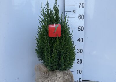 Juniperus chinensis ‘Stricta’