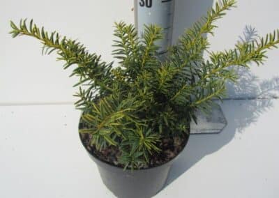 Taxus baccata ‘Summergold’