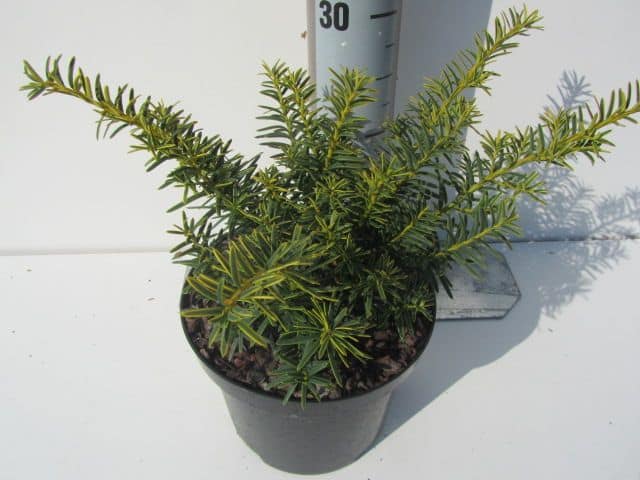 Taxus baccata ‘Summergold’