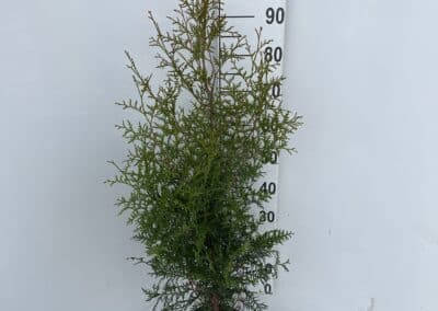 Thuja occidentalis ‘Brabant’