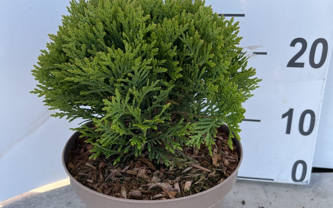 Thuja occidentalis ‘Danica’