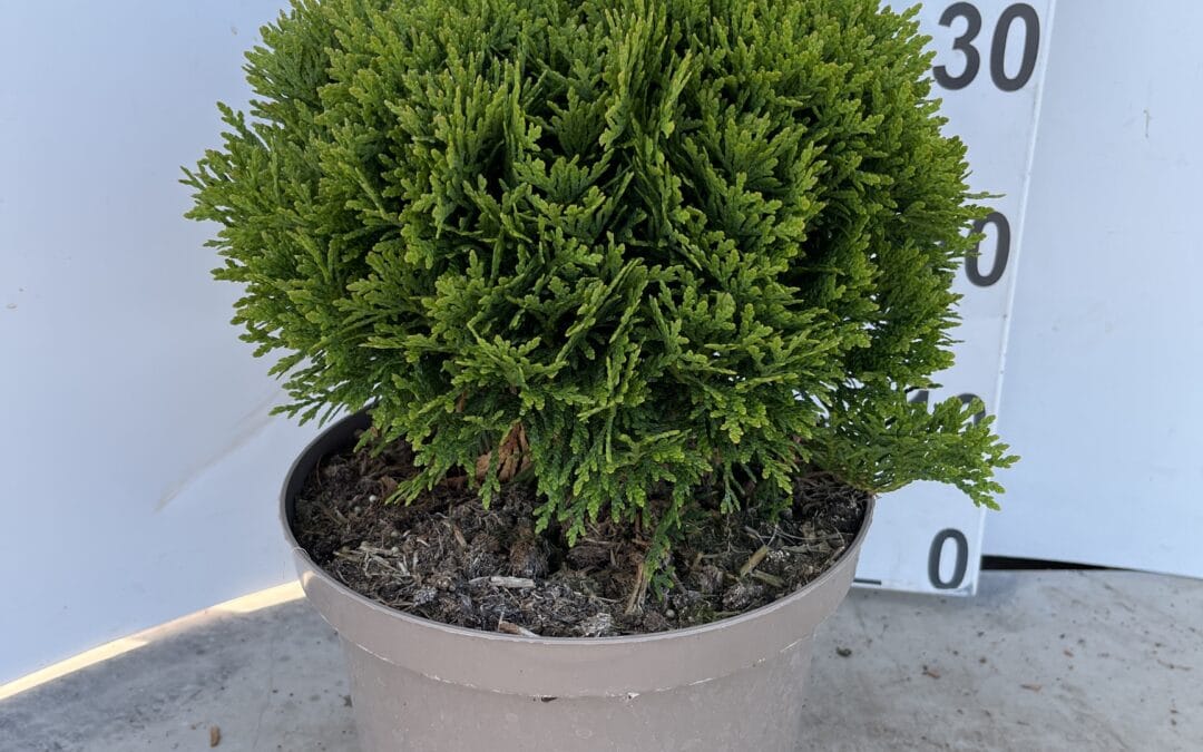 Thuja occidentalis ‘Danica’