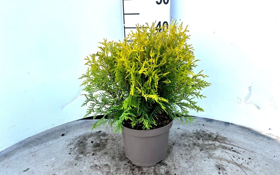 Thuja occidentalis ‘Golden Globe’