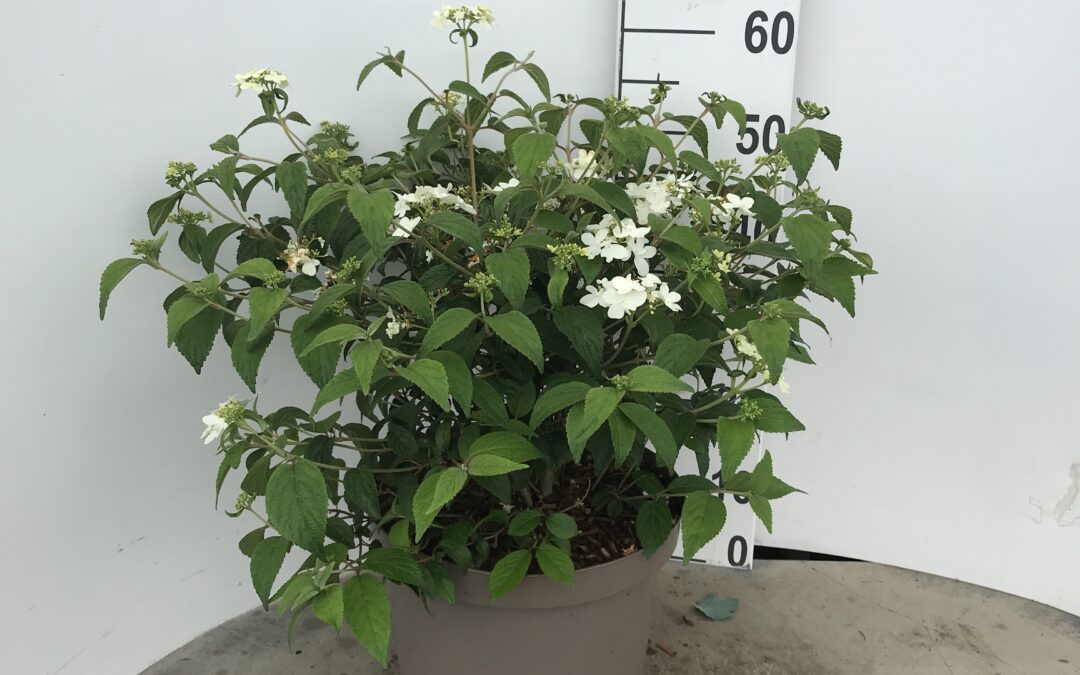 Viburnum plicatum ‘Watanabe’